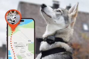 حفاظت از حیوانات خانگی با ردیاب‌های شخصی چگونه است؟